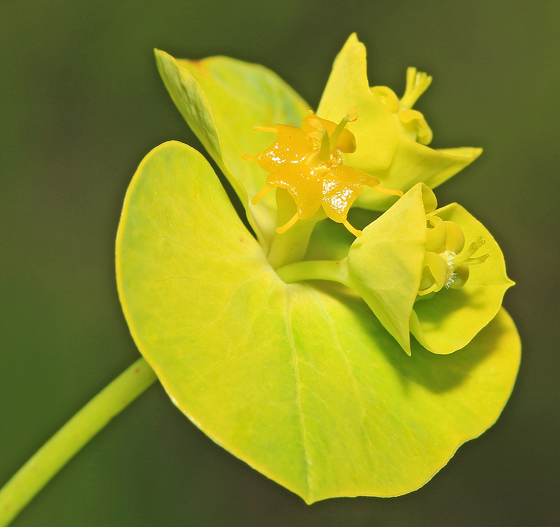 Изображение особи Euphorbia lucida.