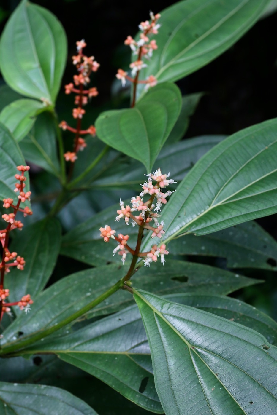 Image of genus Miconia specimen.