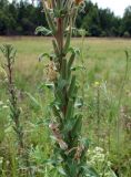 род Oenothera