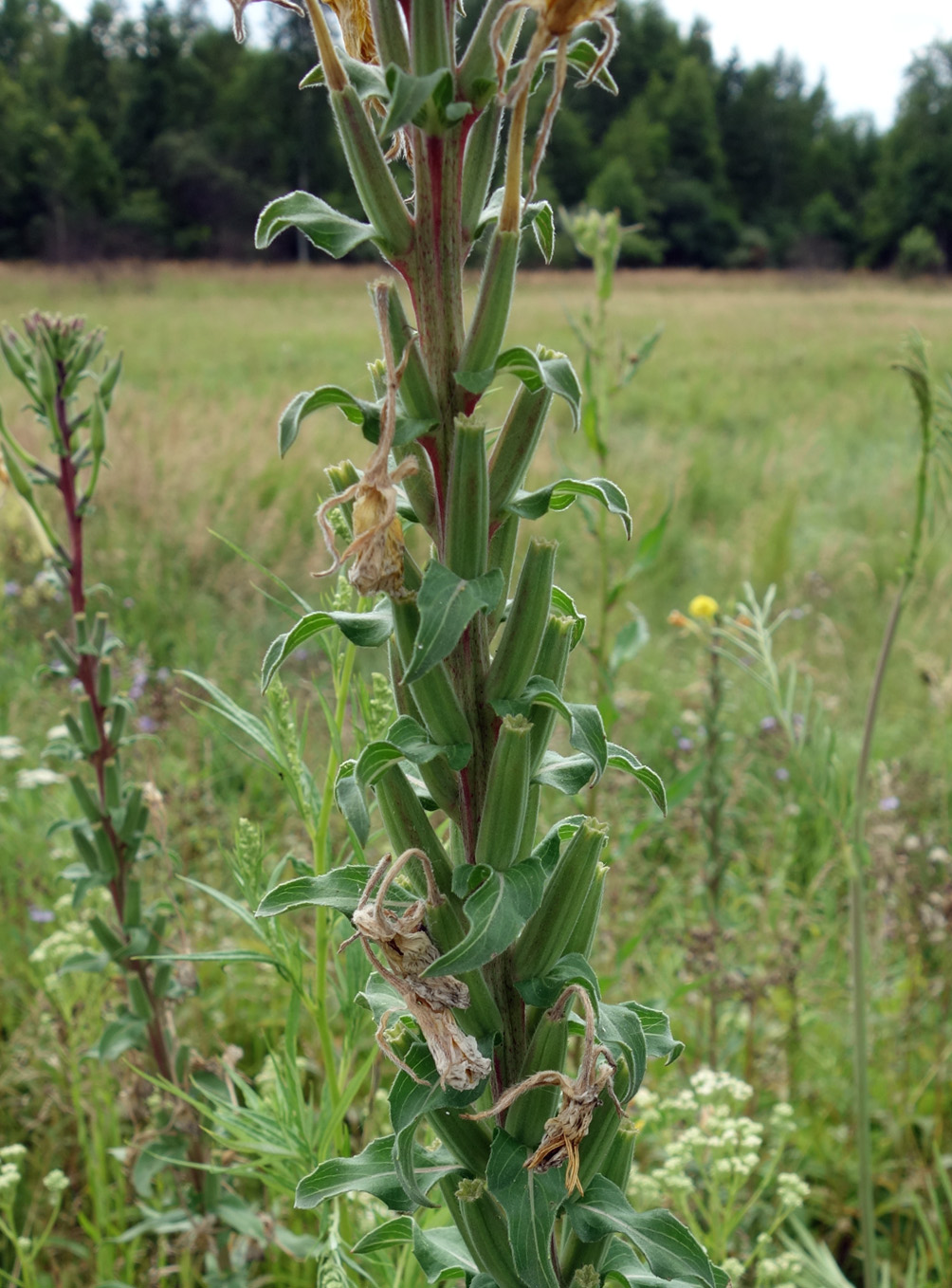 Изображение особи род Oenothera.