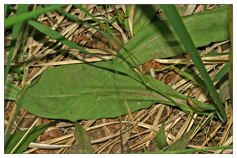 Изображение особи Crepis praemorsa.