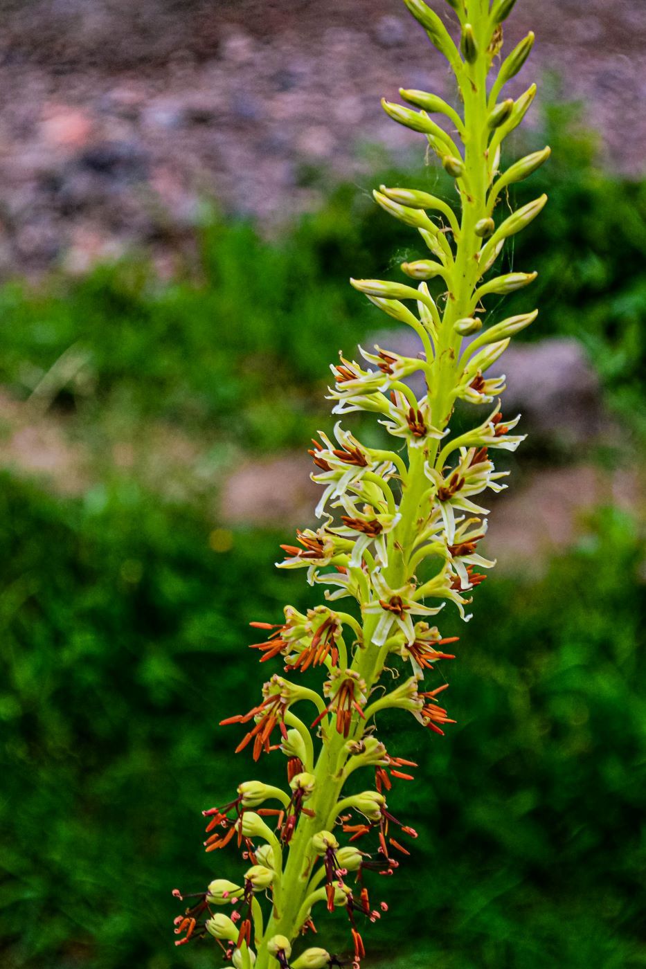 Изображение особи Eremurus turkestanicus.