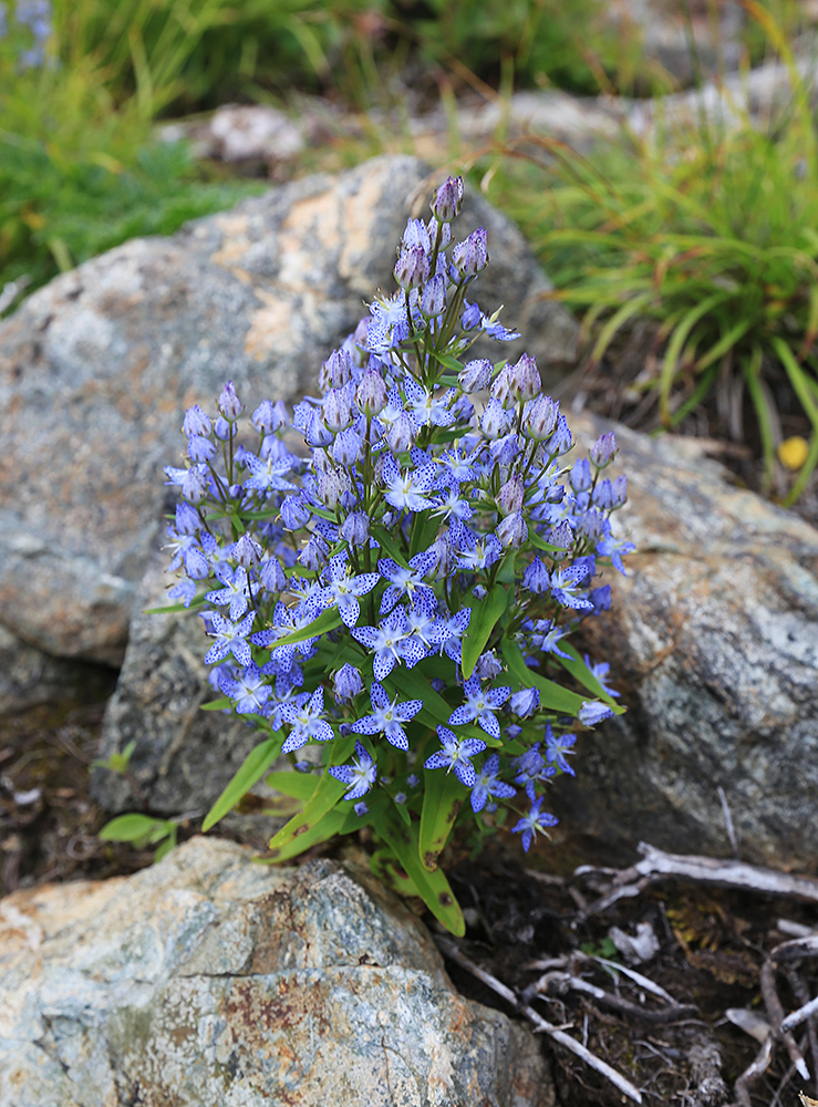 Image of Ophelia tetrapetala specimen.