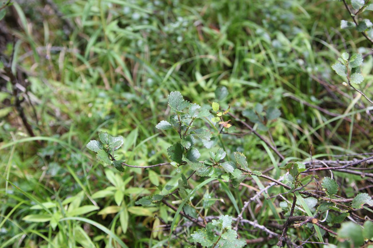 Image of Betula rotundifolia specimen.