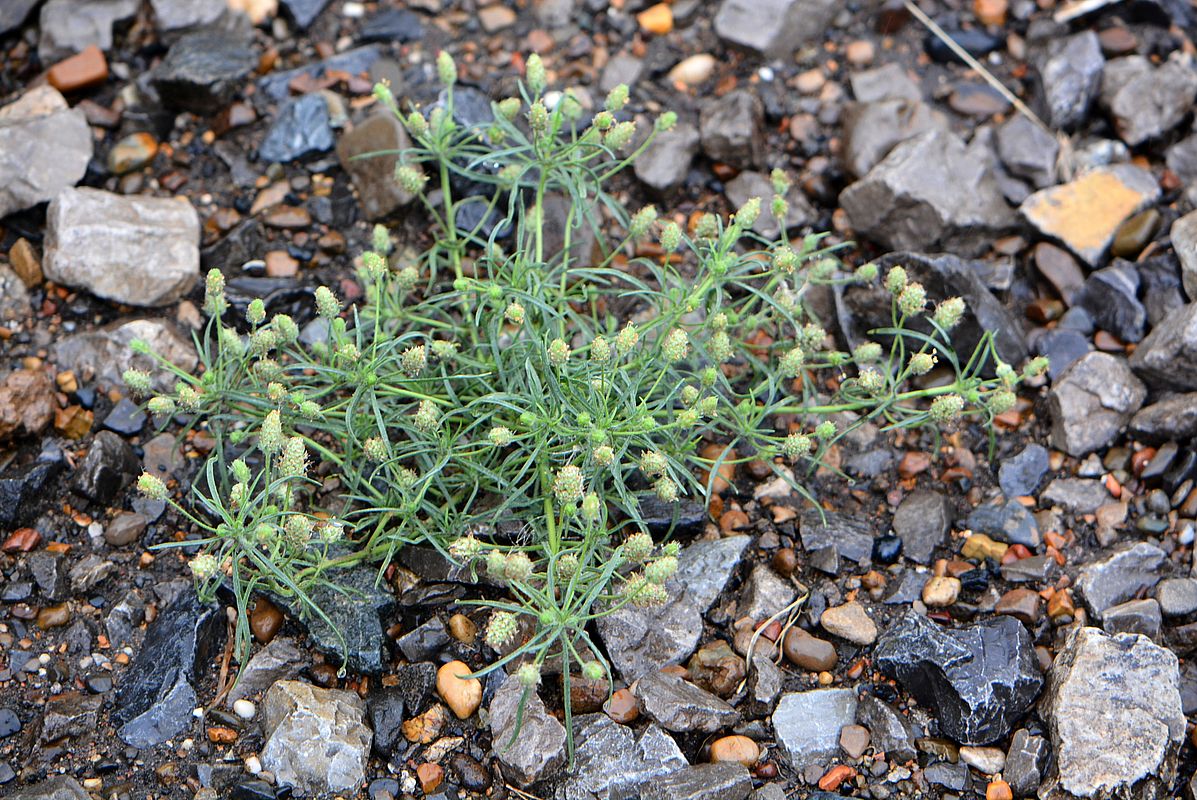 Image of Plantago arenaria specimen.