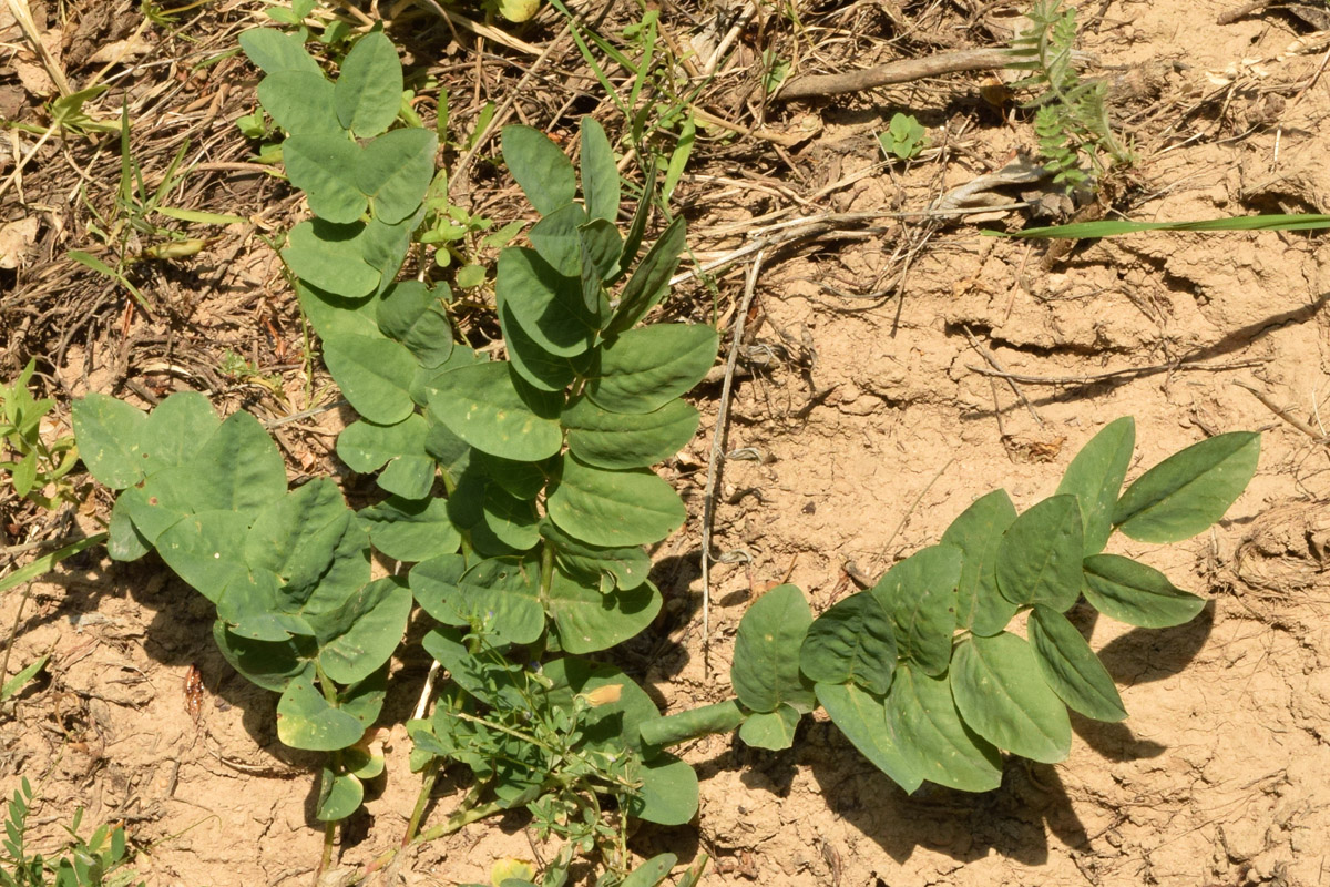 Image of Astragalus sewertzowii specimen.