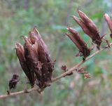 Veratrum lobelianum