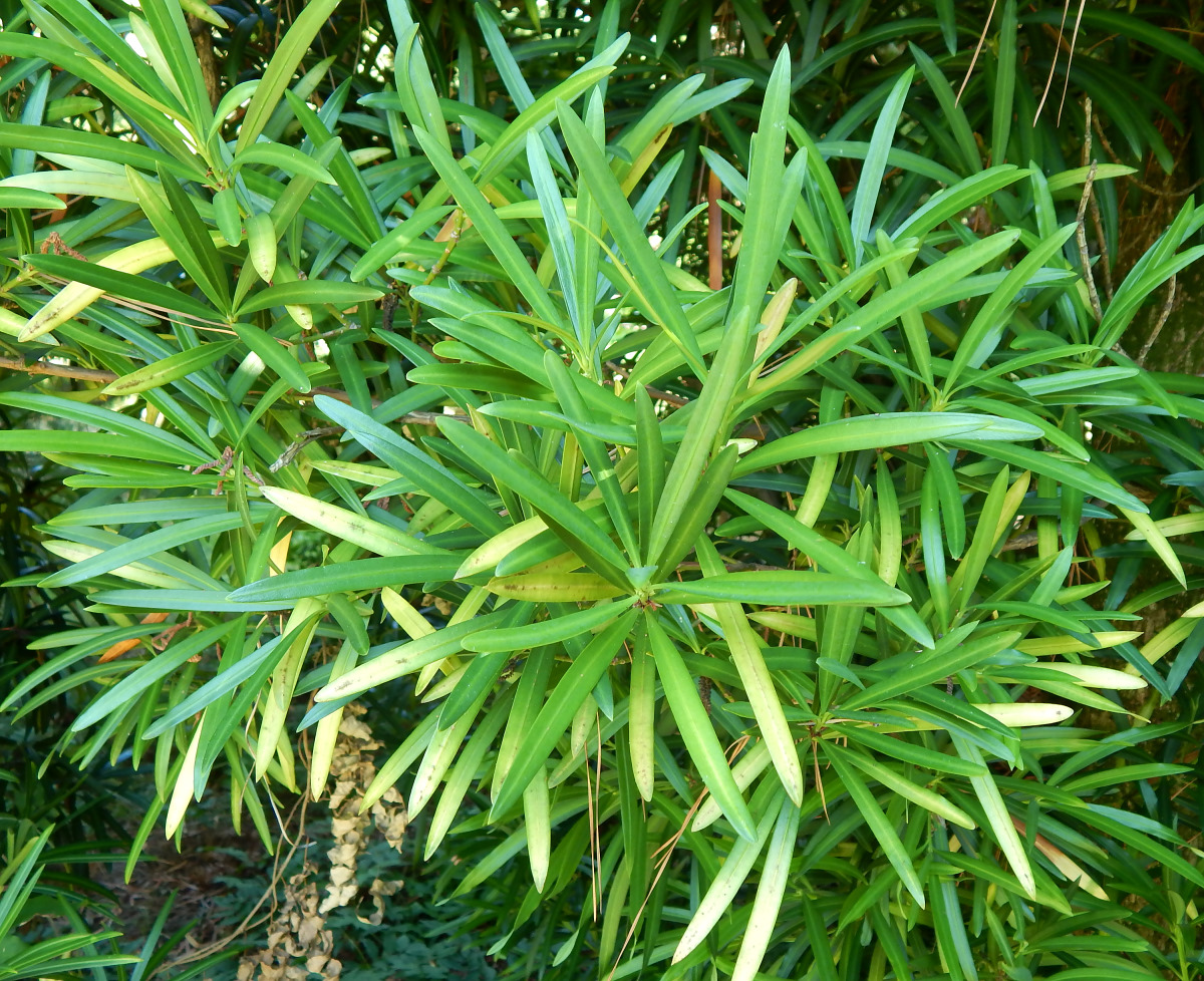 Image of Podocarpus dispermus specimen.