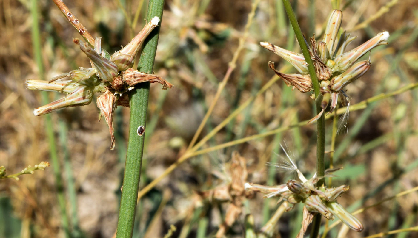 Изображение особи Chondrilla juncea.