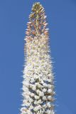 Eremurus robustus