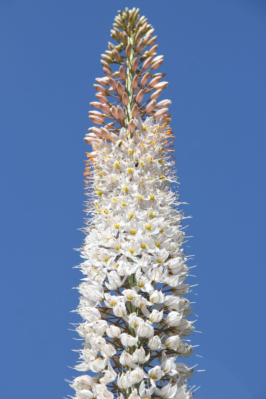 Изображение особи Eremurus robustus.