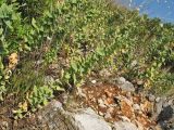 Linaria genistifolia subspecies dalmatica. Цветущие и плодоносящие растения. Хорватия, Дубровник, гора Srd, травянистый склон с одиночными кустарниками. 28 августа 2010 г.