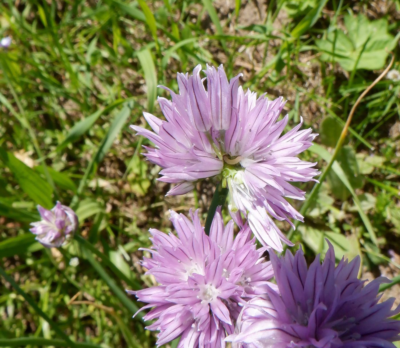 Image of Allium schoenoprasum specimen.