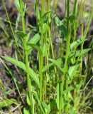 Campanula patula. Части побегов (белоцветковая форма). Тульская обл., Плавский р-н, окр. пос. Молочные Дворы, балка, суходольный луг. 30.05.2013.