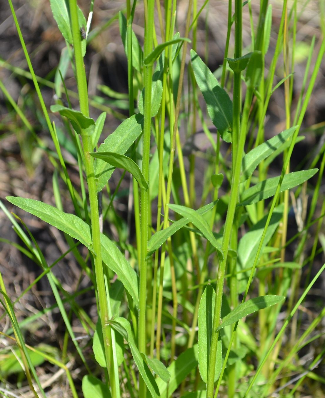 Image of Campanula patula specimen.