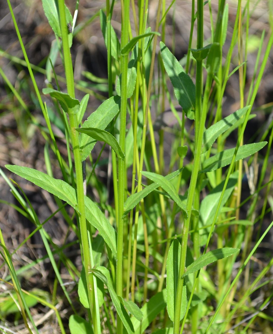 Изображение особи Campanula patula.