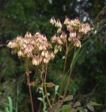 Thalictrum contortum