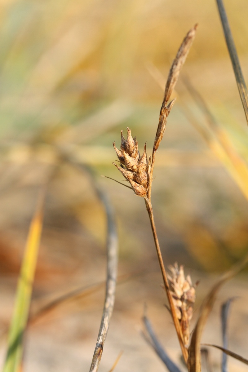 Изображение особи Carex hirta.