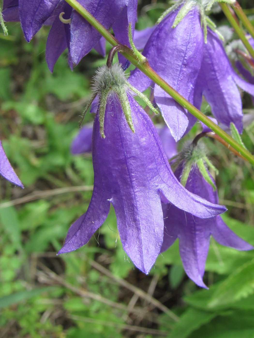 Изображение особи род Campanula.