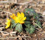 Eranthis longistipitata