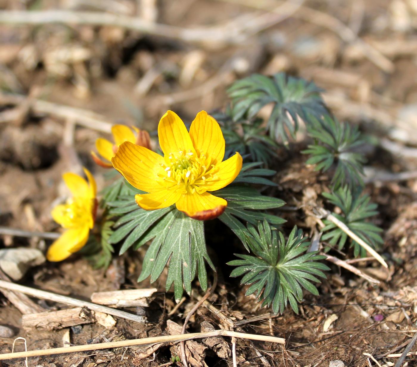 Image of Eranthis longistipitata specimen.