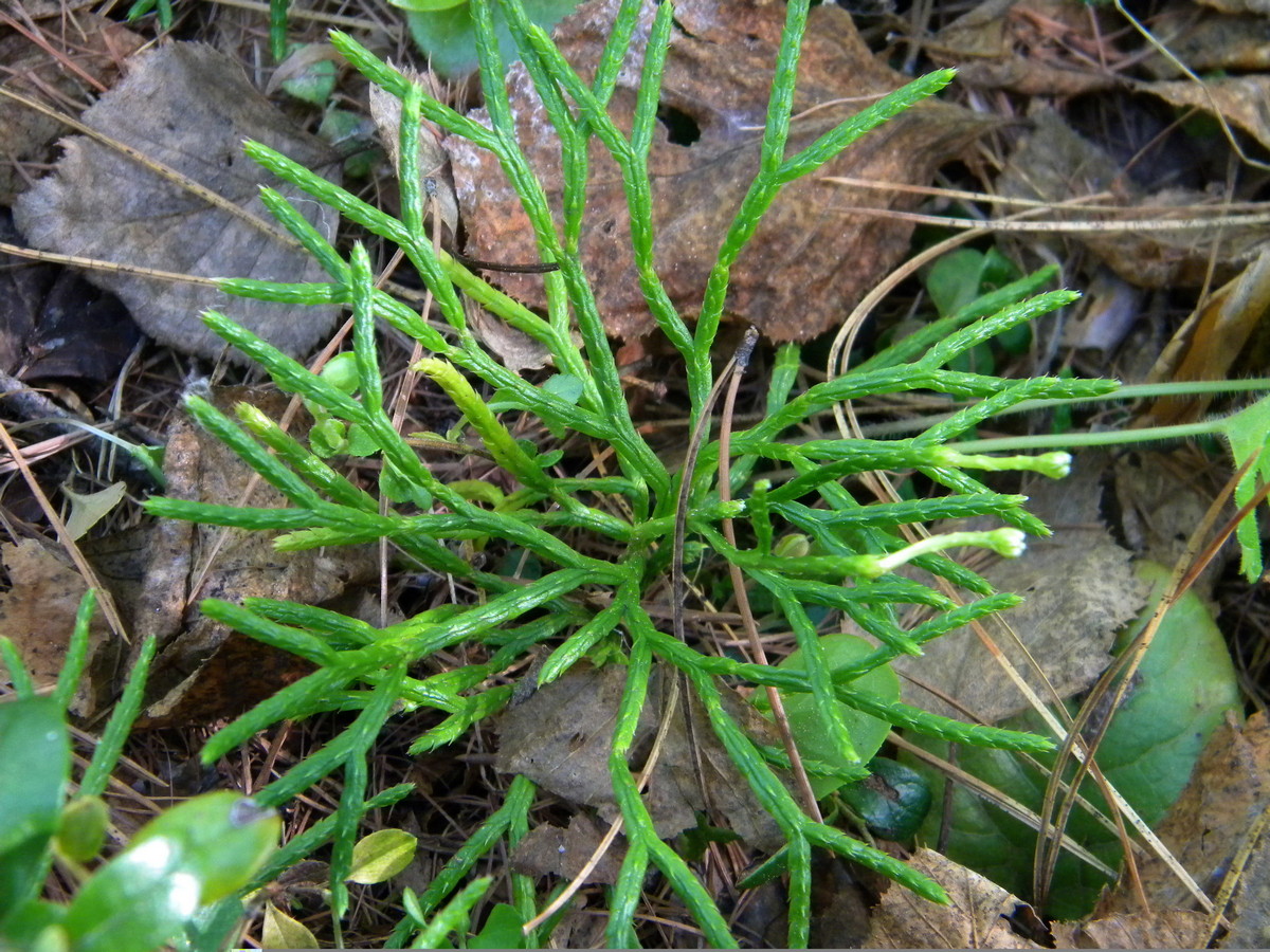 Изображение особи Diphasiastrum complanatum.