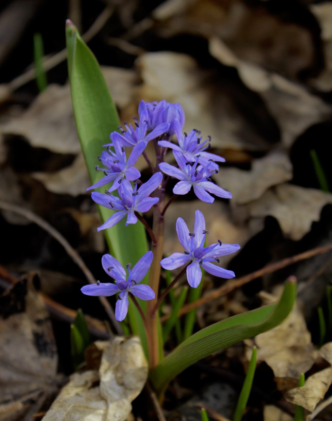 Изображение особи Scilla bifolia.