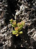 Sedum litoreum. Плодоносящее растение. Греция, о. Родос, г. Родос, Родосская крепость (Дворец великих магистров), стена крепости. 8 мая 2011 г.