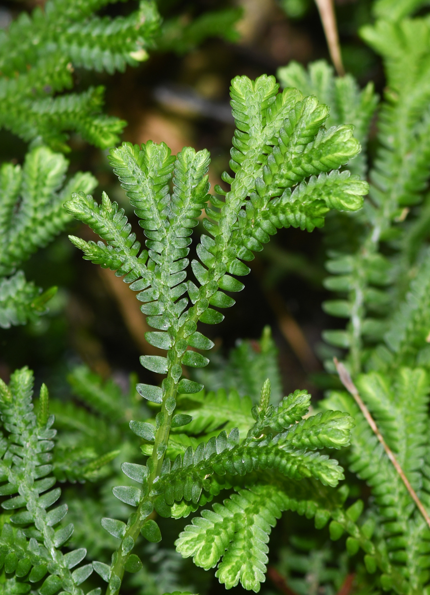 Image of genus Selaginella specimen.