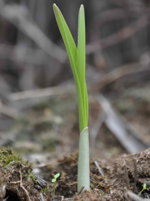 Изображение особи Allium ampeloprasum.