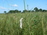 Sanguisorba parviflora. Часть побега с соцветием. ЕАО, Смидовичский р-н, ст. Урми, заливной луг. 17.08.2011.