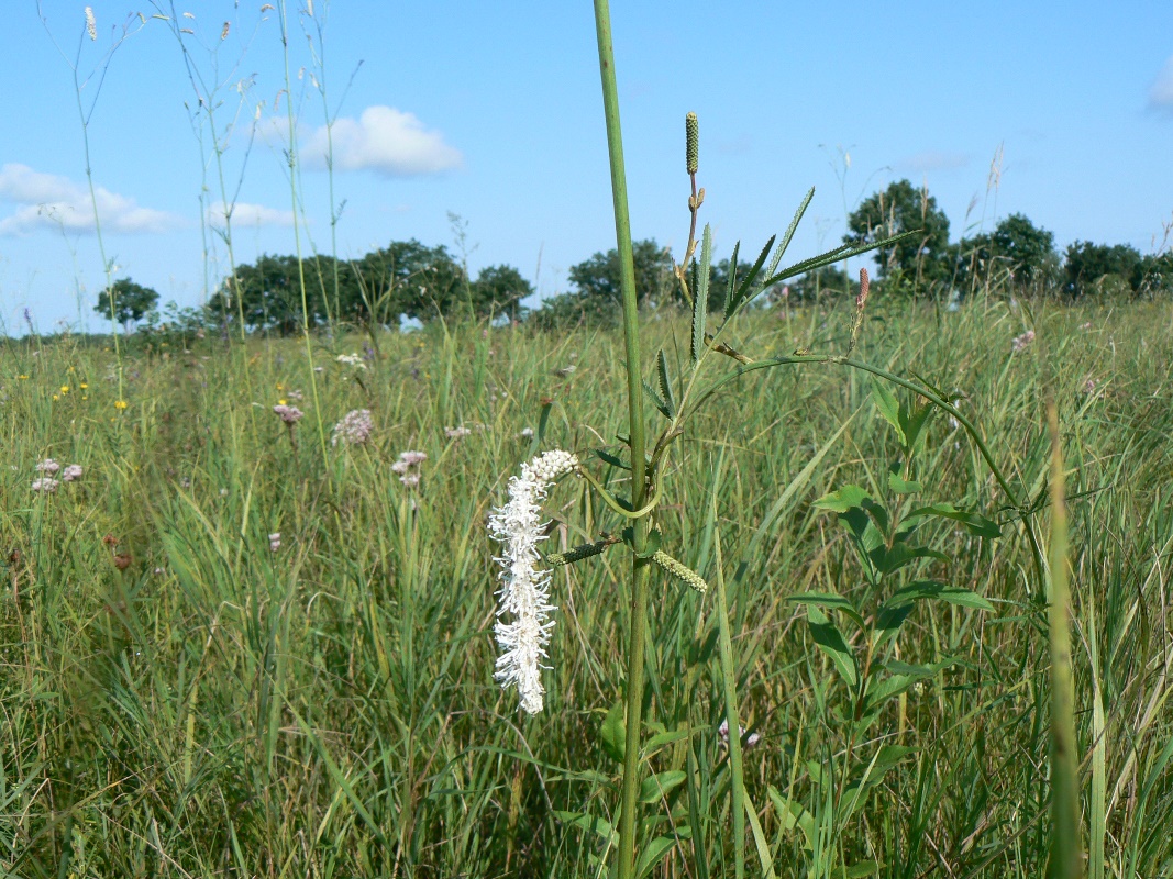 Изображение особи Sanguisorba parviflora.