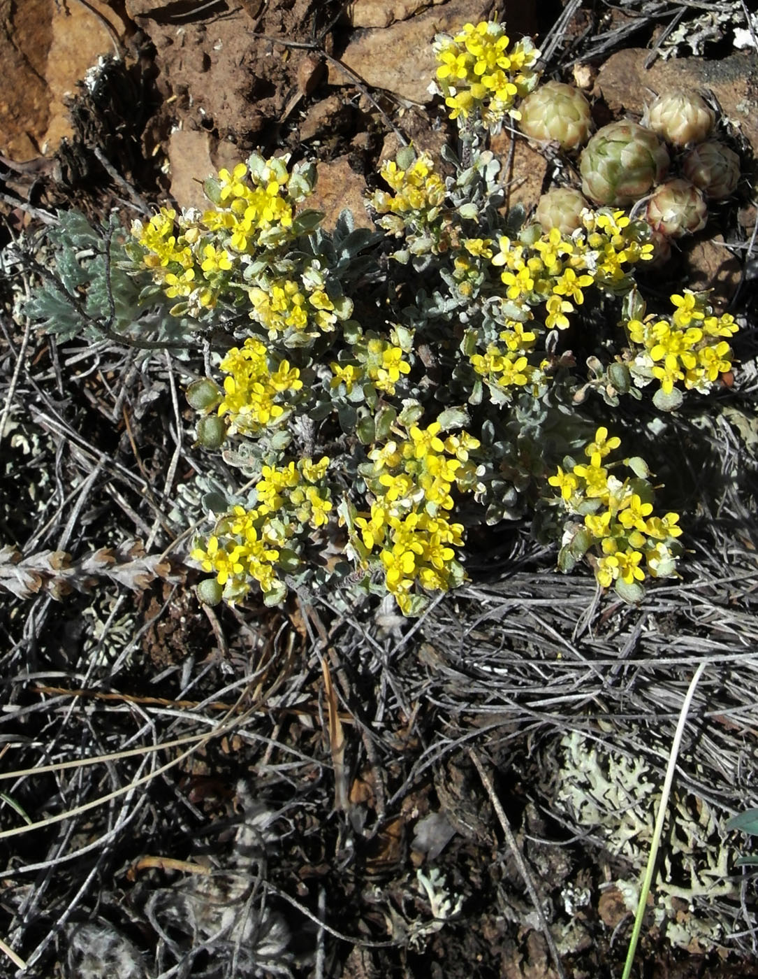 Image of Odontarrhena tortuosa specimen.