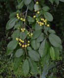 Cerasus avium