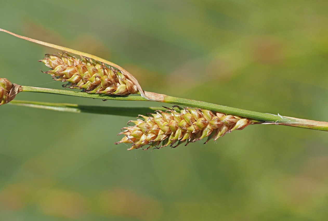 Изображение особи Carex diluta.