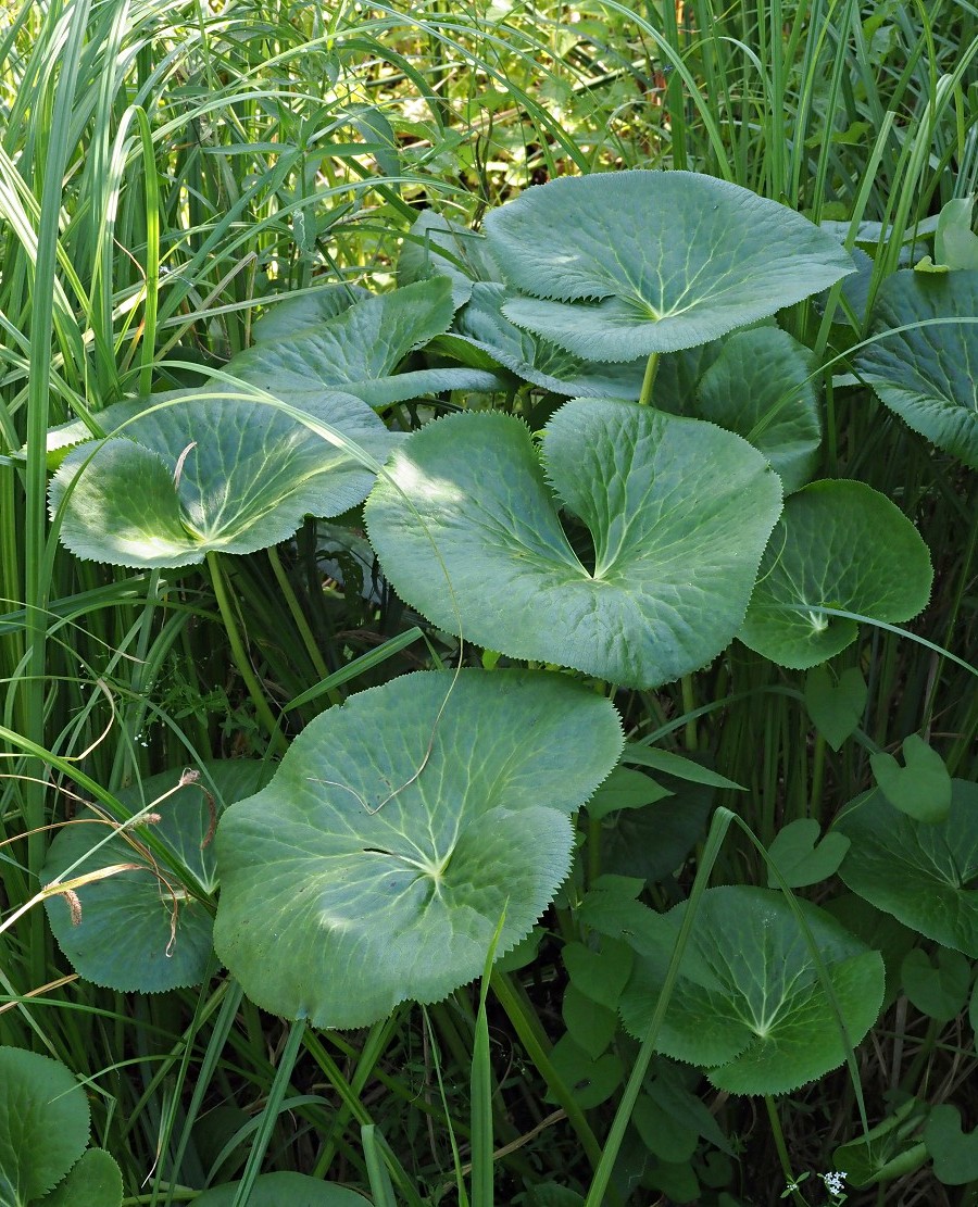 Image of Caltha palustris specimen.