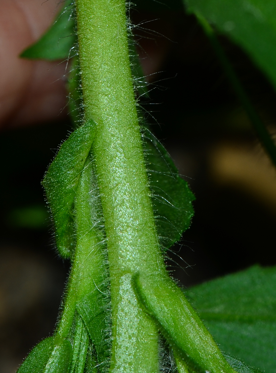 Image of Ononis viscosa specimen.