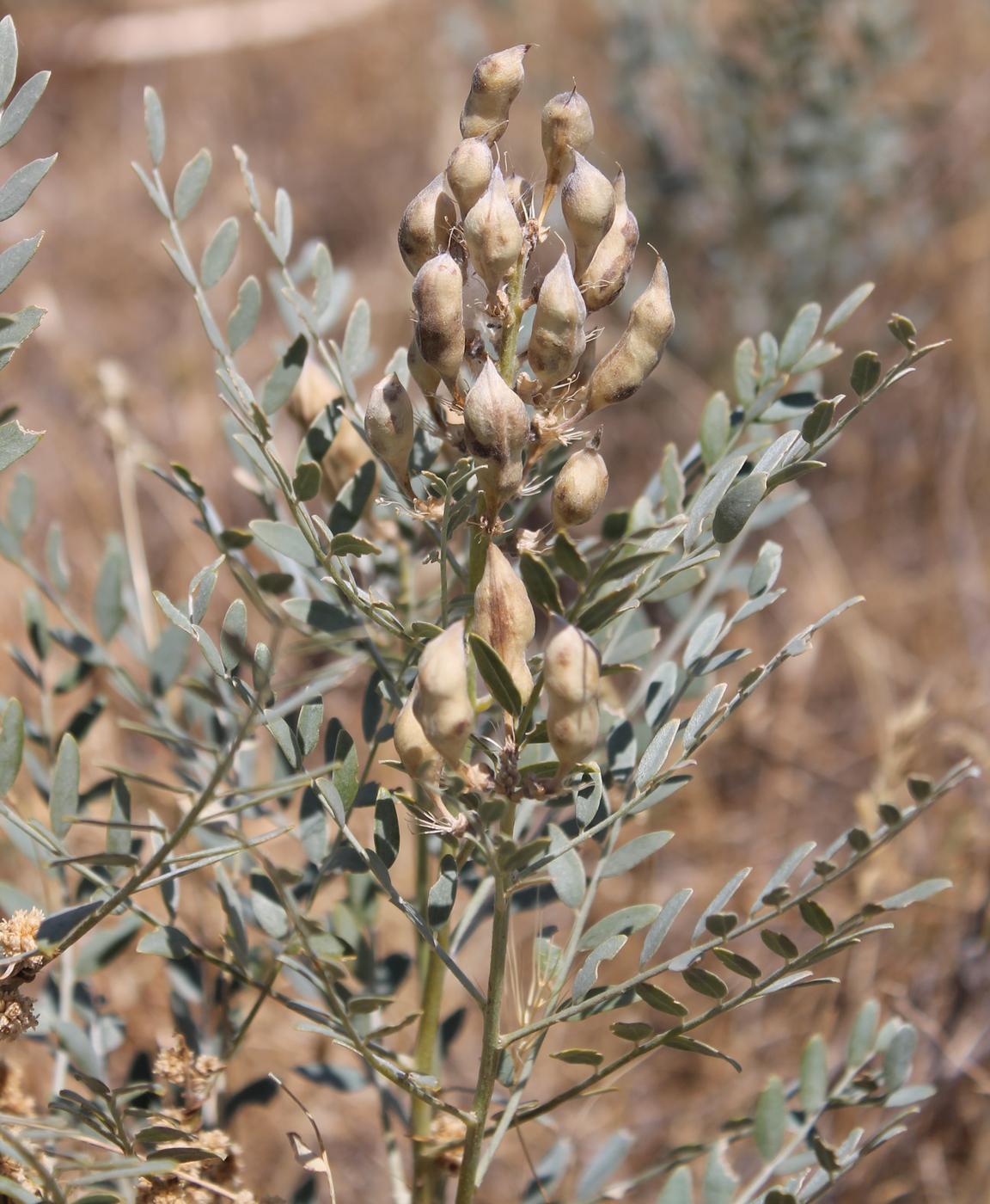 Image of Goebelia pachycarpa specimen.