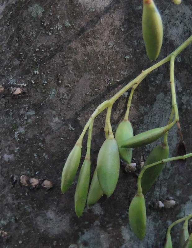 Изображение особи Syringa amurensis.