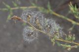 Lactuca serriola