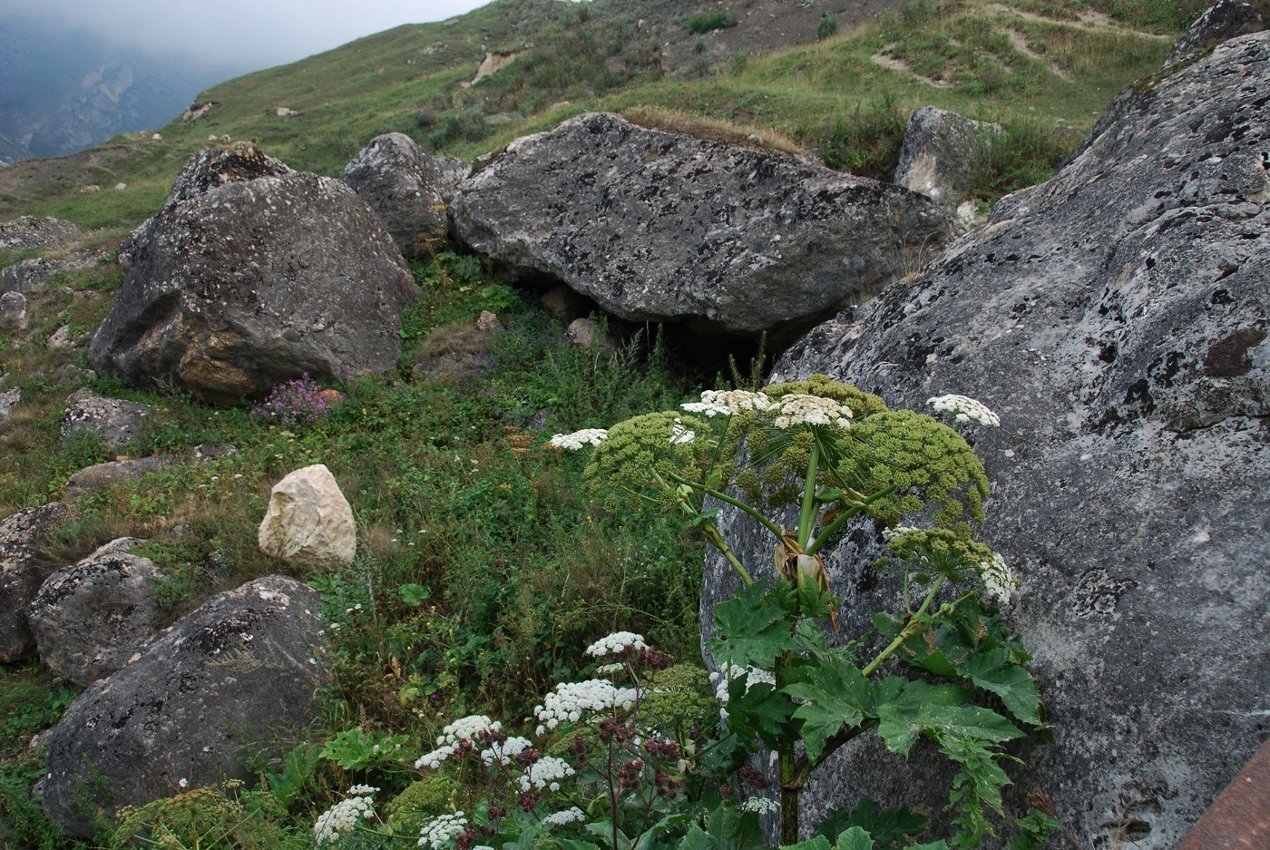 Изображение особи Heracleum trachyloma.