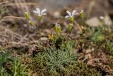 Minuartia circassica