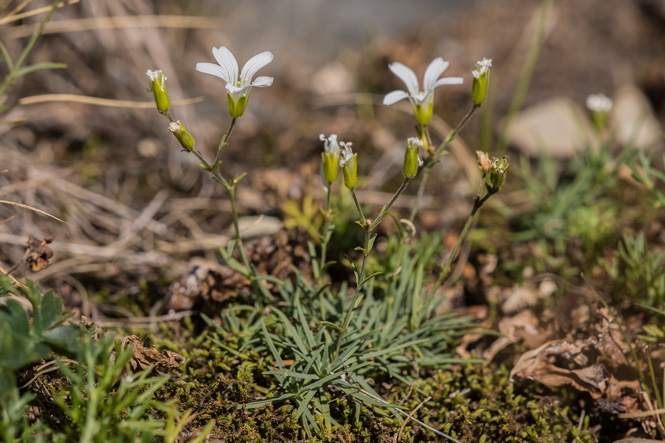 Изображение особи Minuartia circassica.