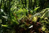 Polypodium interjectum. Спороносящее растение. Краснодарский край, Лазаревский р-н, окр. с. Ордынка, 80 м н.у.м., лес, покрытые мхом валуны. 28.07.2021.