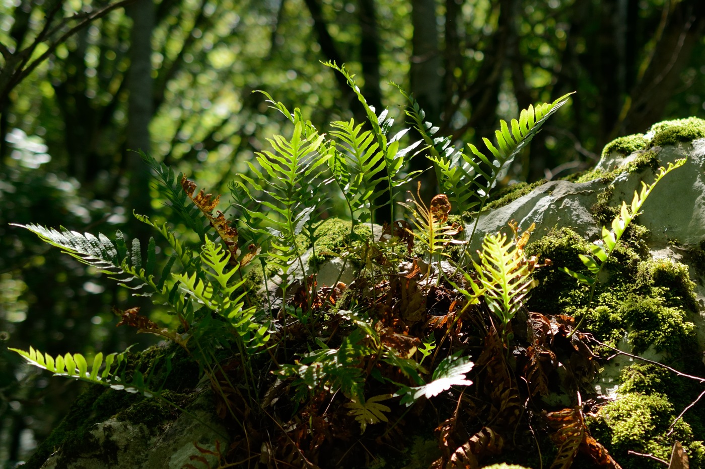 Image of Polypodium interjectum specimen.