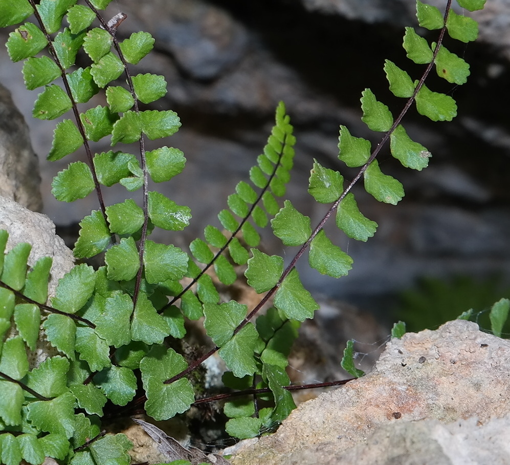 Image of Asplenium trichomanes ssp. inexpectans specimen.