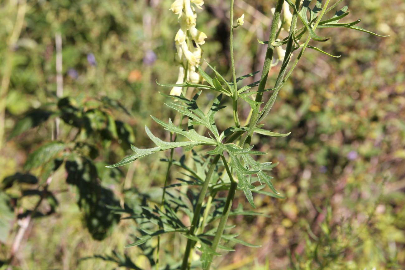 Image of Aconitum barbatum specimen.