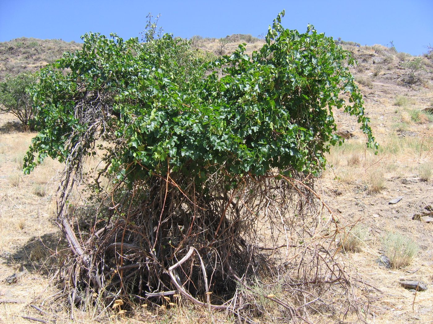 Image of Vitis vinifera specimen.