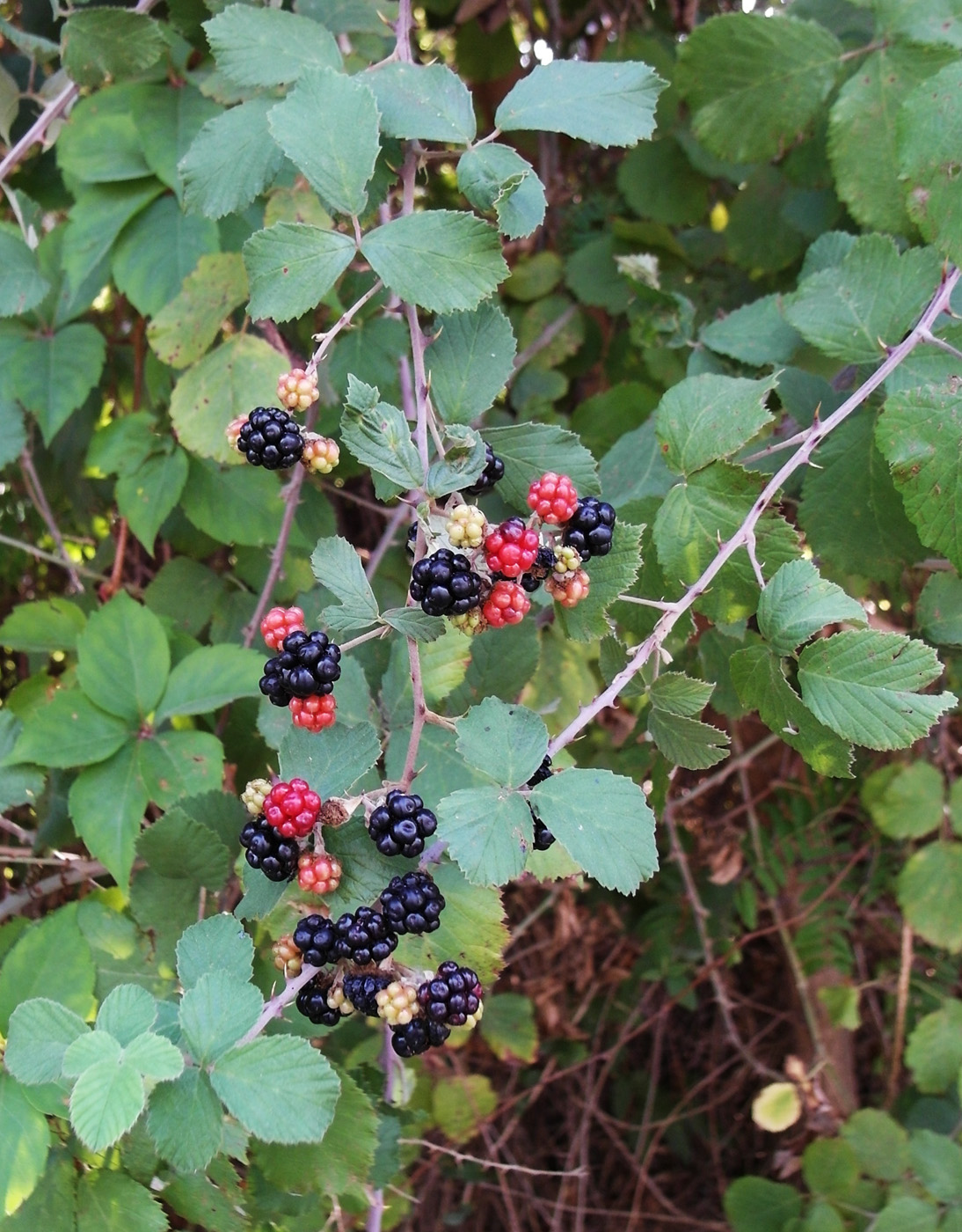 Изображение особи Rubus sanctus.