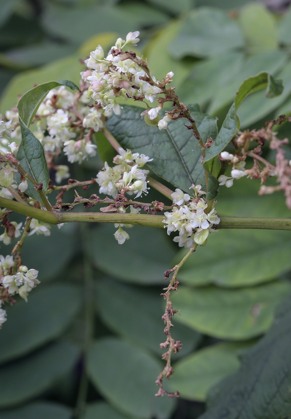 Изображение особи Aconogonon weyrichii.